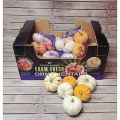 Mixed Ornamental Pumpkins - 6ct