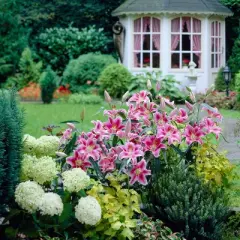 Lilies Oriental Stargazer - Set of 12 Bulbs - Van Zyverden