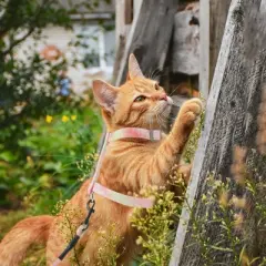 Unique Bargains Lightweight Cat Harness and Leash Set for Large and Small Cat Travel Walking Small Orange