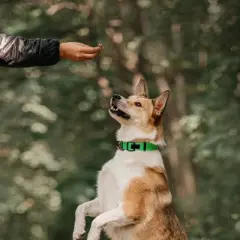 Fruitables Baked Pumpkin & Apple Flavor Healthy Low Calorie Dog Treats  - 7oz