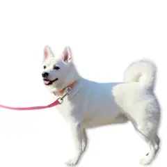 Unique Bargains Training Dog Leash 16.4ft Pink 1 Pc