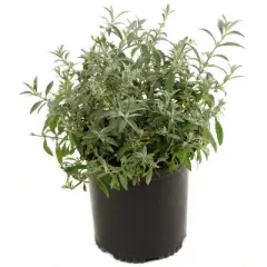 2.5qt 'RoyalRazz' Buddleia Plant with Purple Blooms - National Plant Network