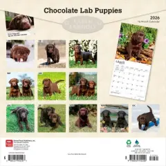 BrownTrout Chocolate Labrador Retriever Puppies 2026 12"x24" Hanging Square Wall Calendar Plastic-Free