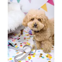 Pink Papyrus Avery Dog Leash