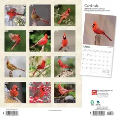 Browntrout 2024 Wall Calendar 12"x12" Cardinals