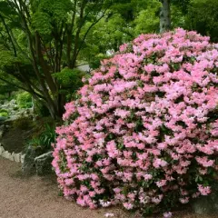 Azalea 'Watchet' U.S.D.A. Hardiness Zones 6-8 - 1pc - Cottage Hill