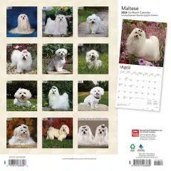 Browntrout 2024 Wall Calendar 12"x12" Maltese