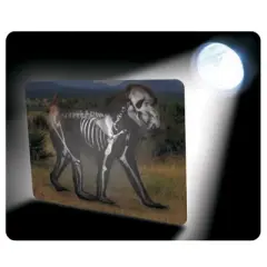 Roylco What's Inside Animals?