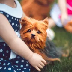 The Queen's Treasures Teacup Yorkie Puppy, Collar, & Leash For 18" Dolls