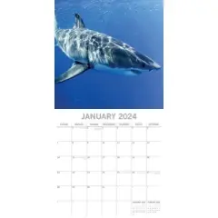 The Gifted Stationery 2024 Square Wall Calendar, Sharks, 16-Month Animals Theme with 180 Reminder Stickers (12 x 12 In)
