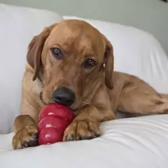 KONG Peanut Butter Dog Treats - S - 7oz