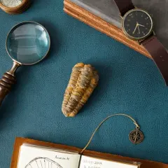 Okuna Outpost Natural Trilobite Bone Replica from Morocco, Extinct Arthropod Replica, 3-4 in