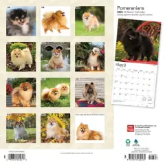 Browntrout 2024 Wall Calendar 12"x12" Pomeranians