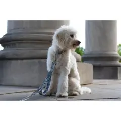 Country Brook Petz 1 1/2 Inch Premium Mountain Viper Camo Dog Collar