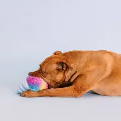 PetShop by Fringe Studio Let's Chill Snow Cone Plush Dog Toy