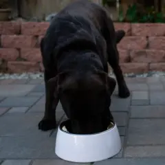 Loving Pets Hot Pink Retro Bowl- X-Small