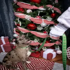 Country Brook Petz&reg; 1 Inch Candy Cane Christmas Dog Leash, 6 Foot