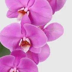 Live 5" Potted Cascade Orchid Plant (Colors May Vary) - Good Little Garden&trade;
