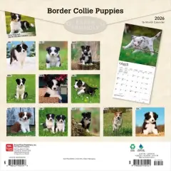 BrownTrout Border Collie Puppies 2026 12"x24" Hanging Square Wall Calendar Plastic-Free
