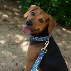 Country Brook Petz HossFit Jr Wide Martingale Dog Collar - Critter Corner Collection