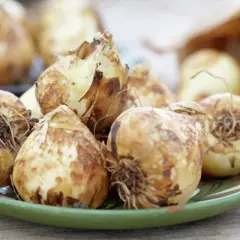 Van Zyverden Set of 25 Bulbs Camassia Quamash