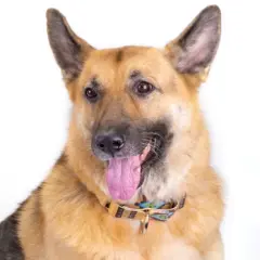 Country Brook Petz 1 1/2 Inch Native Arizona Martingale Dog Collar