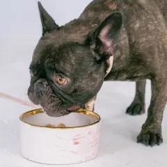 Dexypaws: Marble Dog Bowl: Blush Pink & Gold Accent - 6.3" Diameter