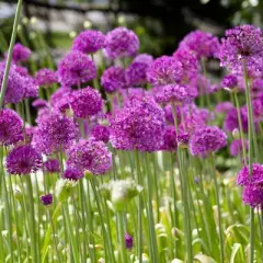 Van Zyverden 12ct Bulbs Allium Purple Sensation