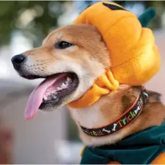 Up Country Trick or Treat Halloween Dog Collar (Large (15-21&rdquo;); Wide 1&rdquo;)