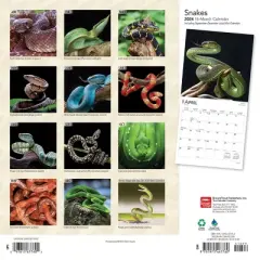 Browntrout 2024 Wall Calendar 12"x12" Snakes