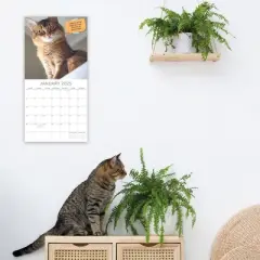 The Gifted Stationery 2025 Square Wall Calendar, Cat Shaming, 16-Month Humor Theme with 180 Reminder Stickers (12 x 12 In)
