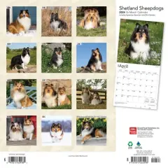 Browntrout 2024 Wall Calendar 12"x12" Shetland Sheepdogs