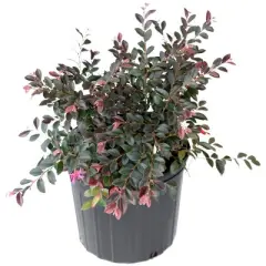 2gal Red Chocolate Loropetalum Plant with Red Blooms - National Plant Network