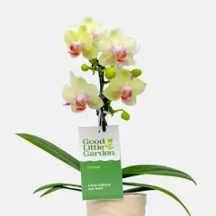 Live 2" Wave Orchid Potted Plant (Colors May Vary) - Good Little Garden&trade;