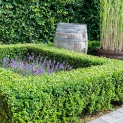 National Plant Network Outdoor Live Wintergreen Boxwood Plant - 1ct 1gal