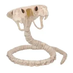 5 1/2" Two-Headed Cobra Snake Skeleton Halloween Decoration
