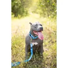 Country Brook Petz Martingale Dog Collar - Camouflage Collection