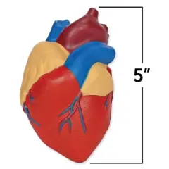 Learning Resources Cross-Section Human Heart Model - 2-Pieces, Grades 2+ | Ages 7+  Anatomy for Kids, Science Exploration Kits
