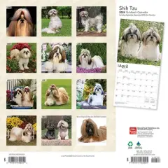 Browntrout 2024 Wall Calendar 12"x12" Shih Tzu Dog
