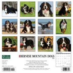 Willow Creek Press 2024 Wall Calendar 12"x12" Just Bernese Mountain Dog