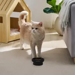 Sam's Pets Short Tulip 2.0 Pet Bowl in Glossy Black