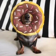 ZippyPaws Donutz Dog Toy