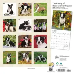 StarGifts 2024 Wall Calendar 12"x12" The Beauty of Boston Terrier Puppies