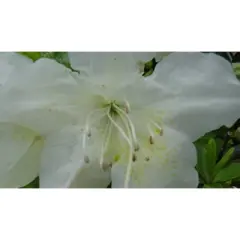2.5qt Pleasant White Azalea Plant with White Blooms - National Plant Network: Ideal for Garden Beds & Hedges