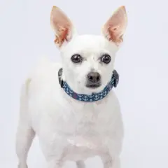 Country Brook Petz Deluxe Dog Collar - Summer Breeze Collection - Made in The U.S.A.