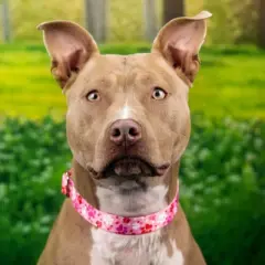 Country Brook Petz Premium Puppy Love Dog Collar