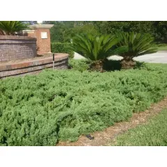 2.25gal Parsonii Juniper Plant - National Plant Network