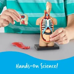 Learning Resources Human Body Anatomy Model, Ages 8+