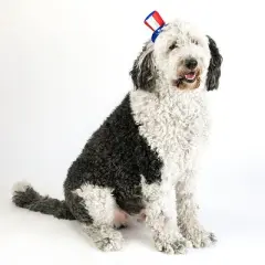 Midlee Uncle Sam 4th of July Hat for Large Dogs Headband- Captain Halloween Costume