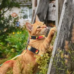 Unique Bargains Escape Proof Lightweight Cat Harness and Leash Set for Large and Small Cat Travel Walking Orange